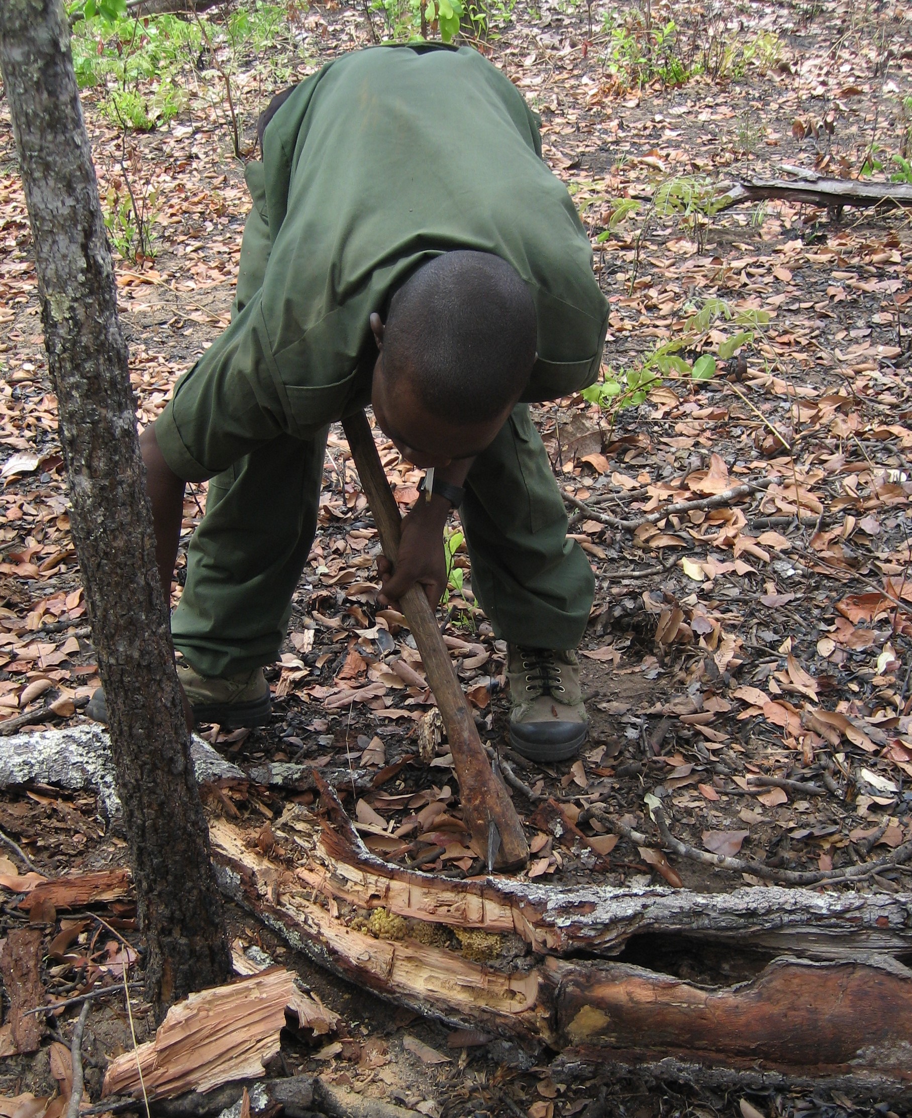 The African wilderness holds many perils and as many irritants.