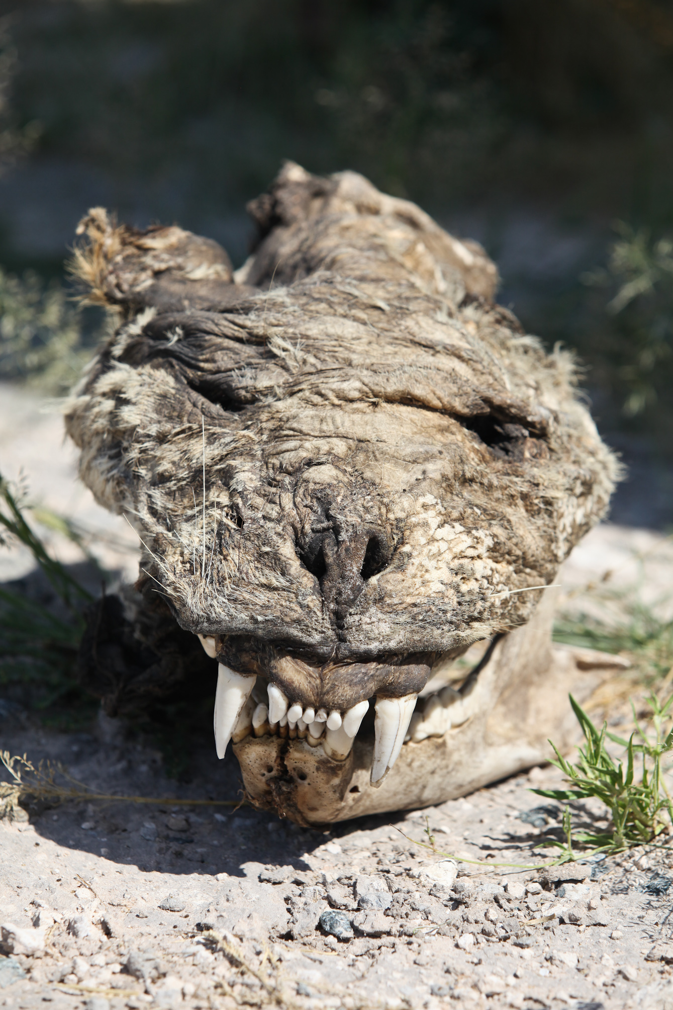 dead lion
