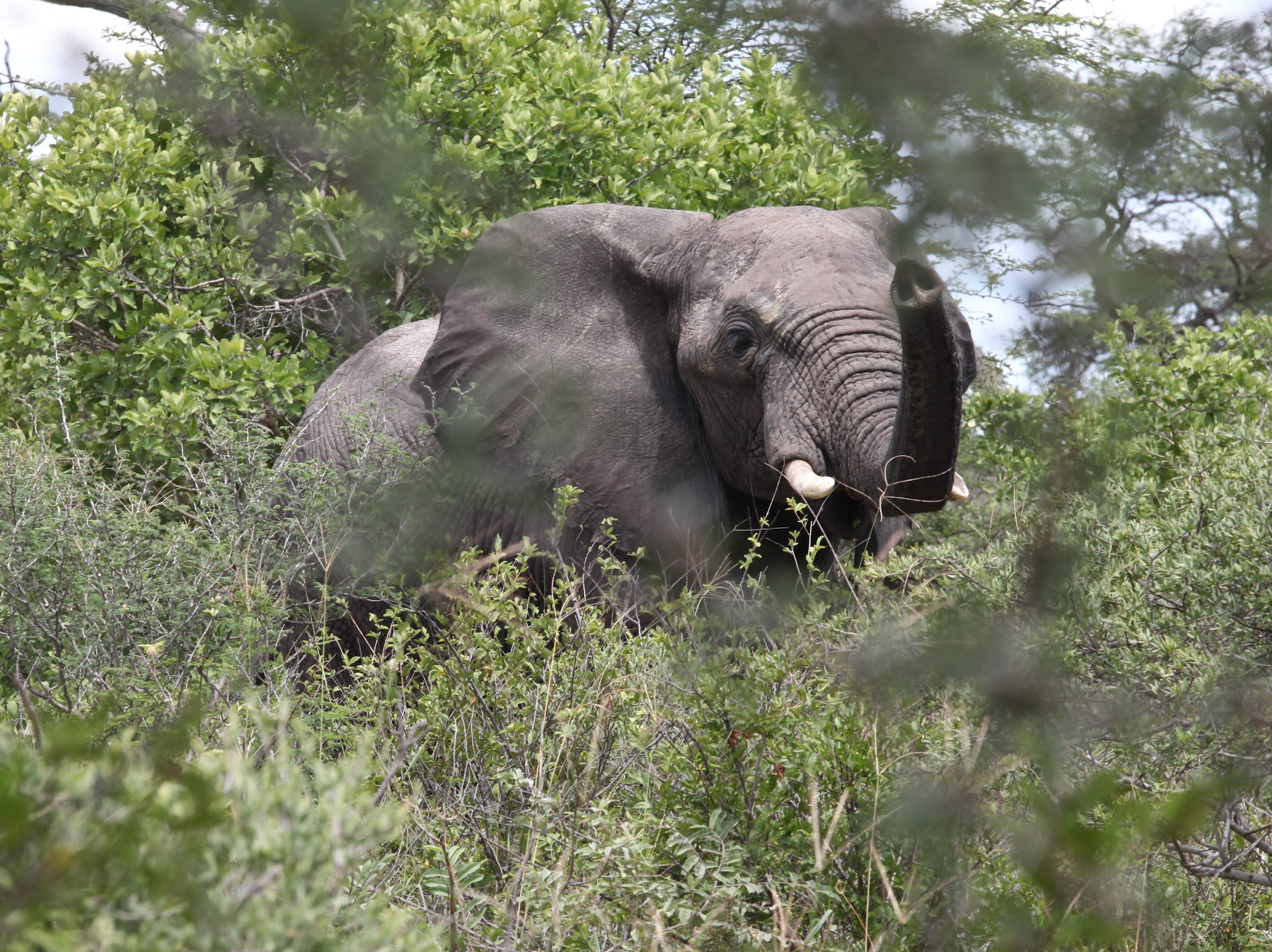 Wild Animals. Hoffman van Zijl Wilderness Wanderer.