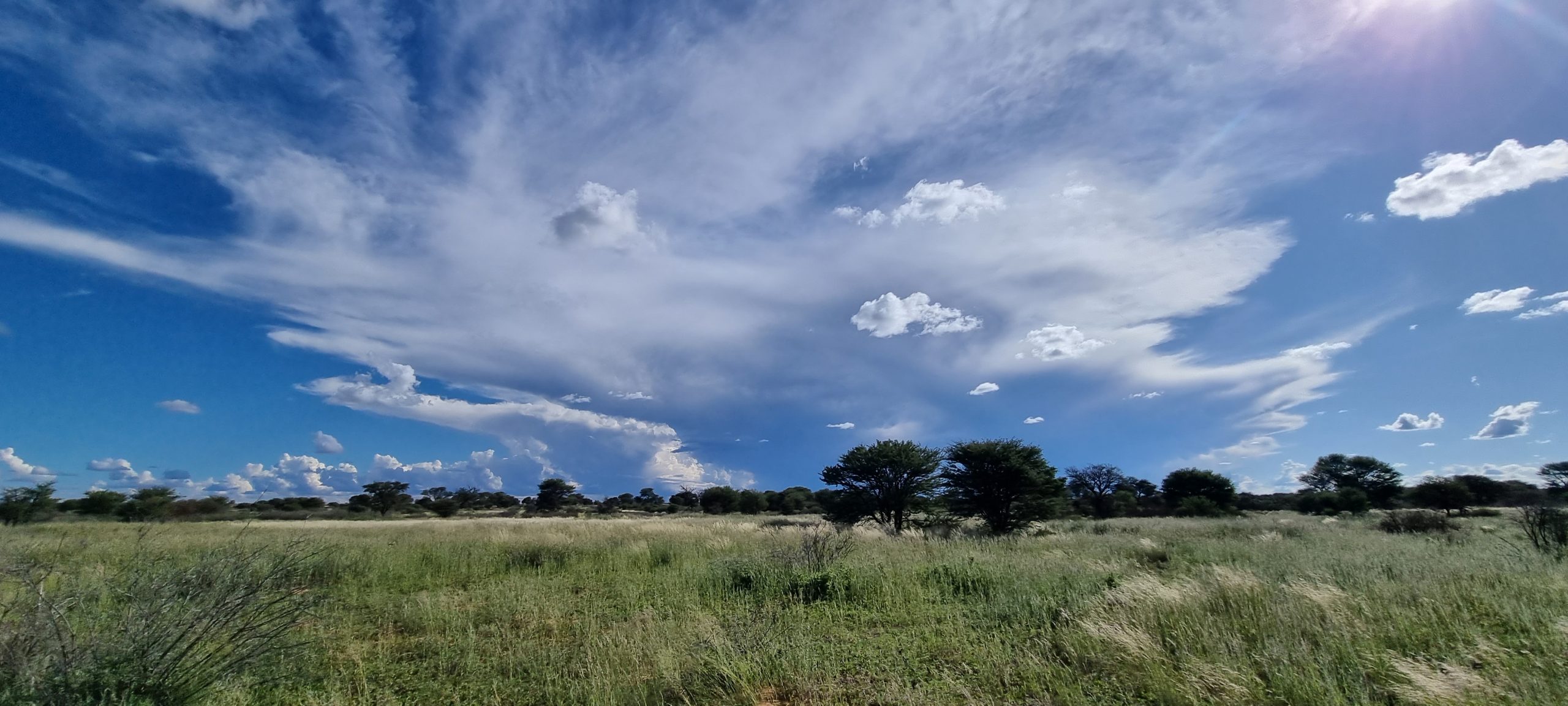 In the veld