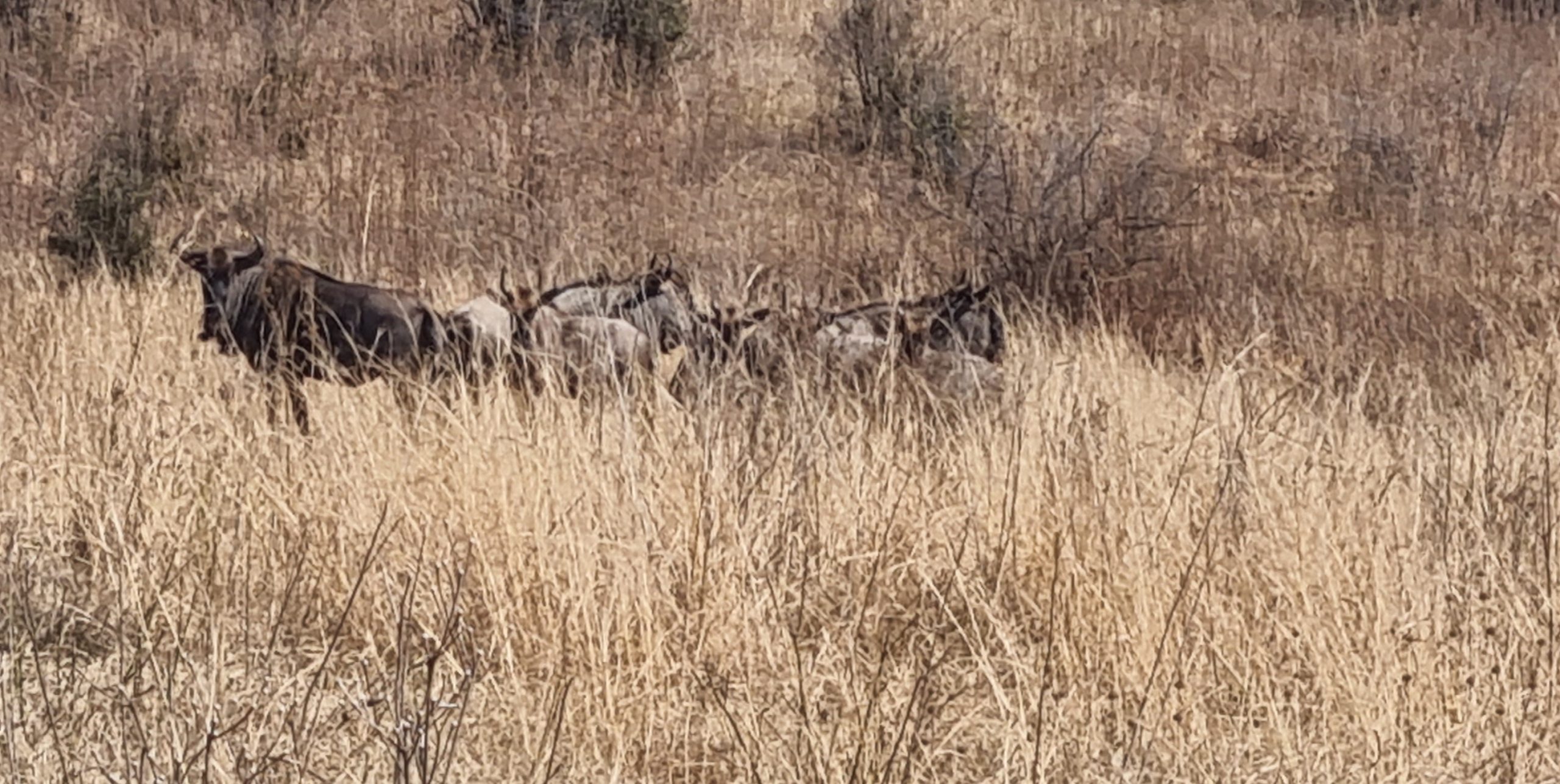 Bush Surprise. Hoffman Van Zijl Wilderness Wanderer.