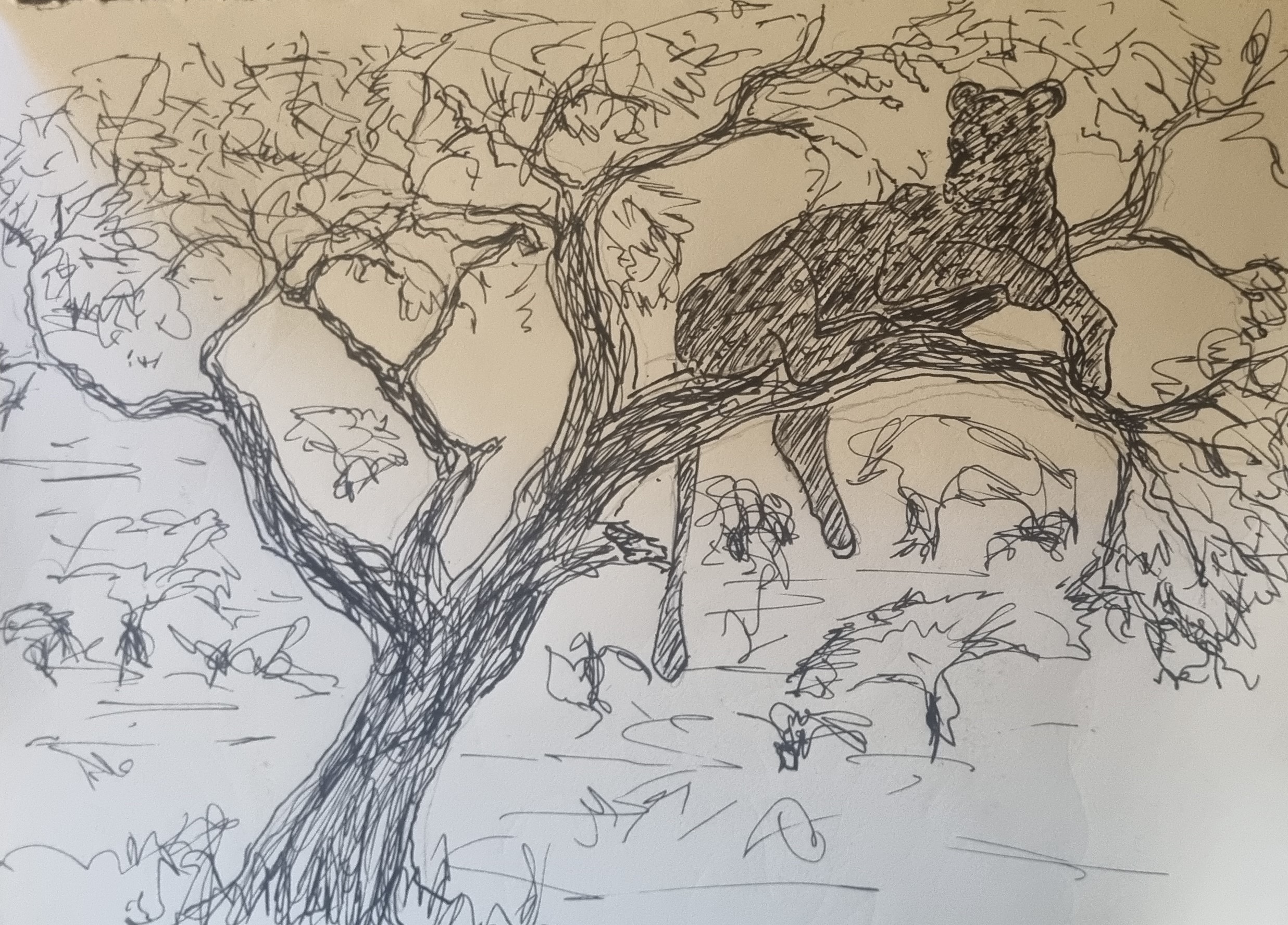 Leopard Kalahari Tales