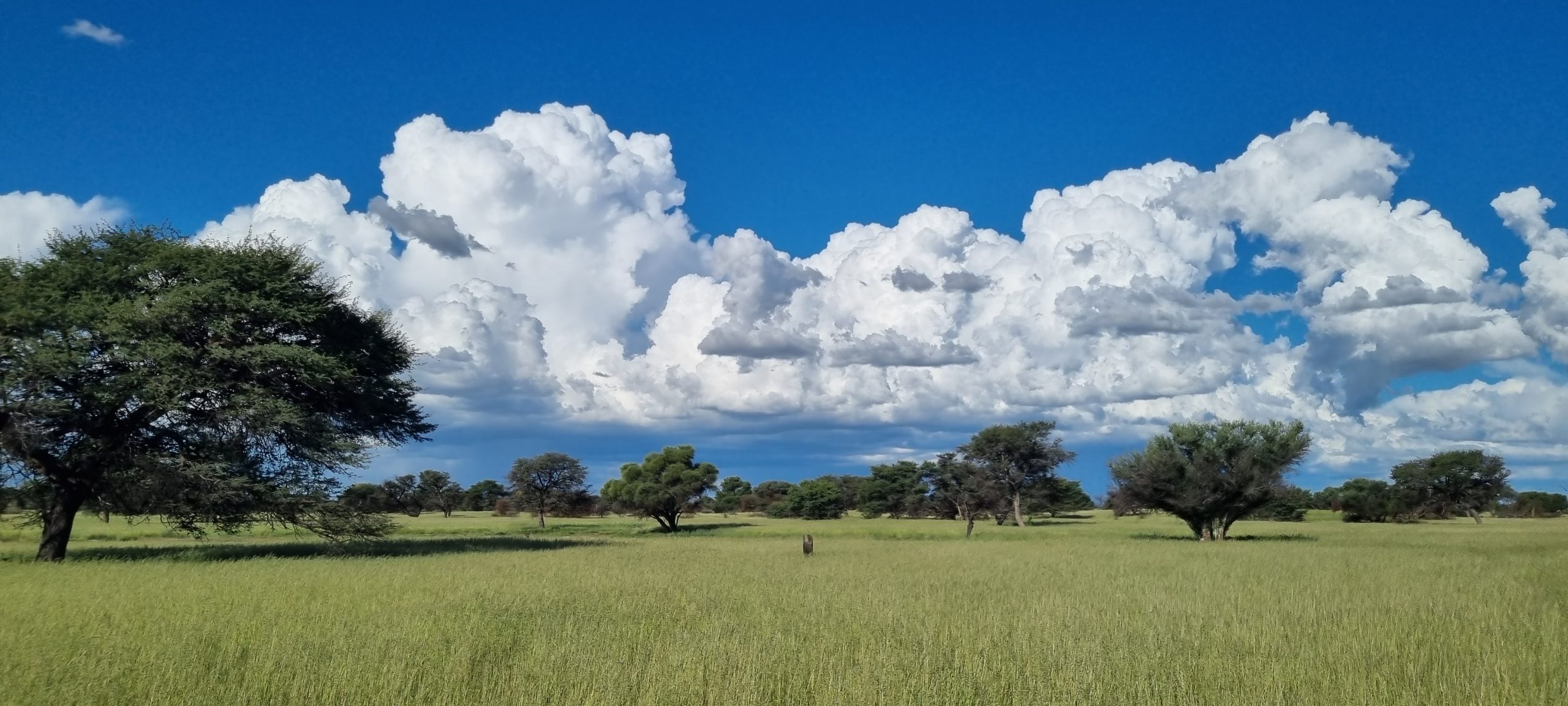 Kalahari Bush