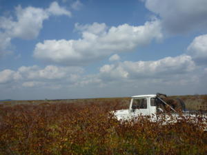 Breaking through the mopani schrubveld east of the Lebombo